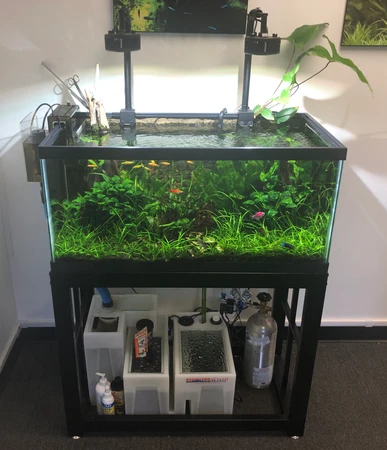 Modern Aquarium’s Guide to Setting Up & Using CO2 in a Planted Aquarium
