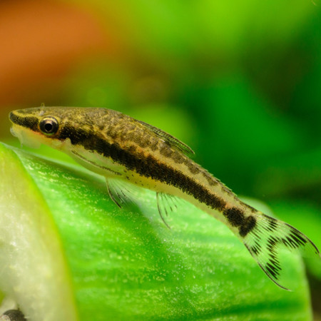 Top 10 Best Fish for Planted Aquariums (Part I - Algae Eating Fish). Top 10 Best Fish for Planted Aquariums (Part I - Algae Eating Fish).