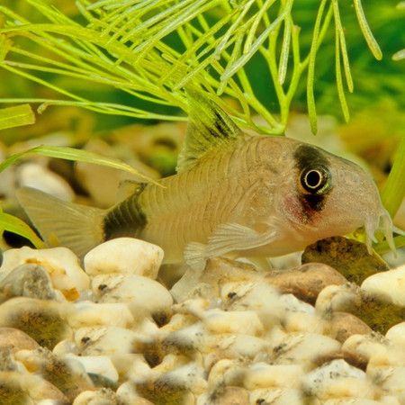 Top 10 Best Fish for Planted Aquariums (Part II - Scavenging Fish).