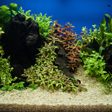 How to Plant, Anchor, & Transition Potted Aquarium Plants