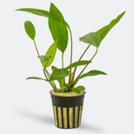 What to do after you receive our plants in five easy steps.