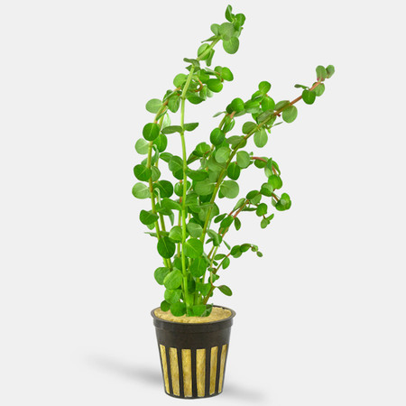 Five Easy Beginner Stem Plants for your Aquarium Aquascape.