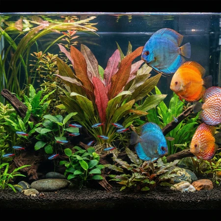 Sword Plants in the Aquarium (Part 2): Varieties, Benefits, and the “Long Game” of a Thriving Sword
