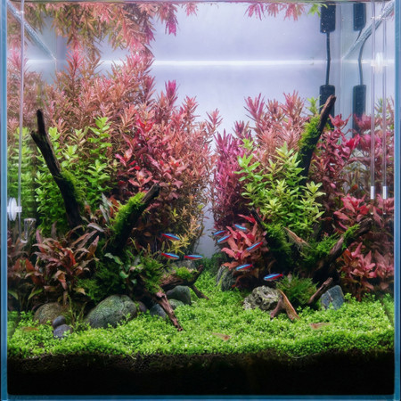 Stem Plants in the Aquarium, Part II: Trimming, Replanting, and Creating a Lush Stem Plant Wall