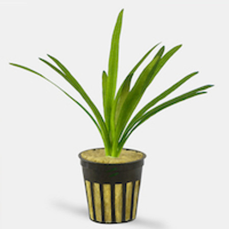 How Live Aquarium Plants Affect the Day-Night Cycle in the Planted Aquarium.