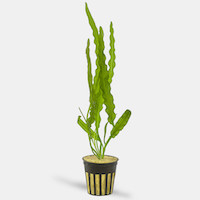 How Live Aquarium Plants Affect the Day-Night Cycle in a Planted Aquarium