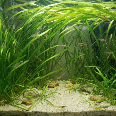 3 Vallisneria Aquascaping Layouts: Curtain Background, River Channel, and Meadow