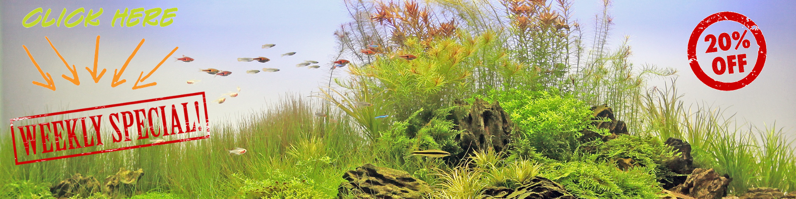 Live Aquarium Plants & Supplies  FREE Shipping on orders of $79.99 or more.