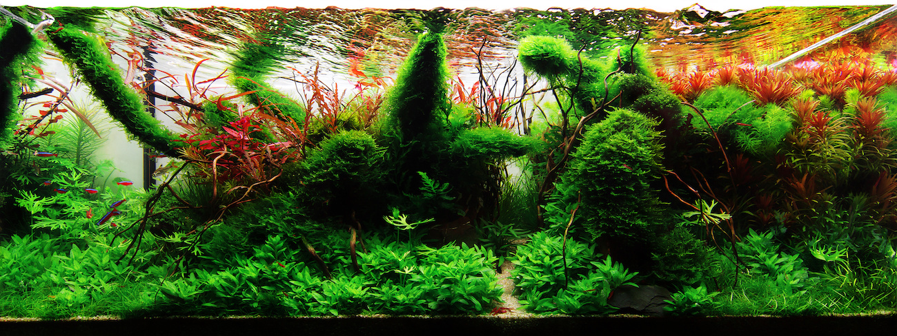 Live Aquarium Plants & Supplies  FREE Shipping on orders of $79.99 or more.
