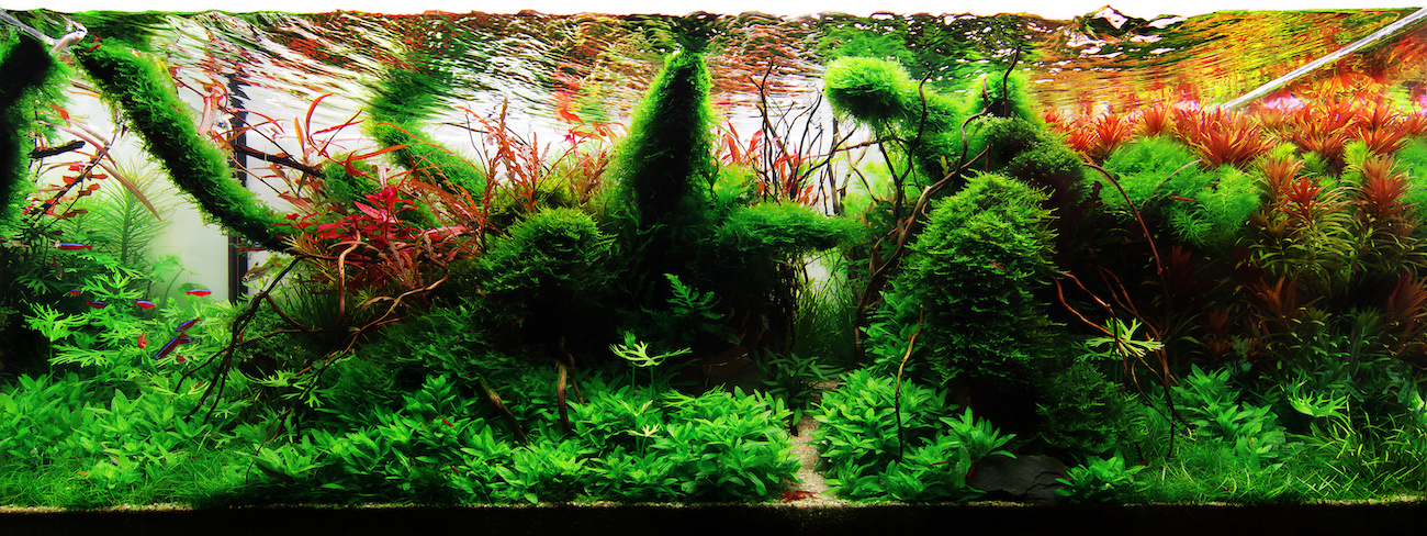 Caring for Your Live Aquarium Plants: What You Need To Know