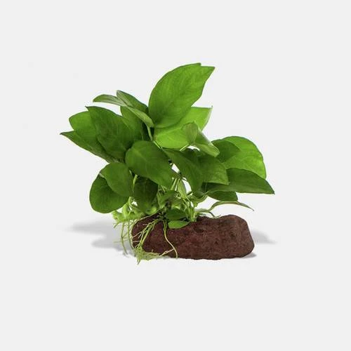 anubias nana on lava rock