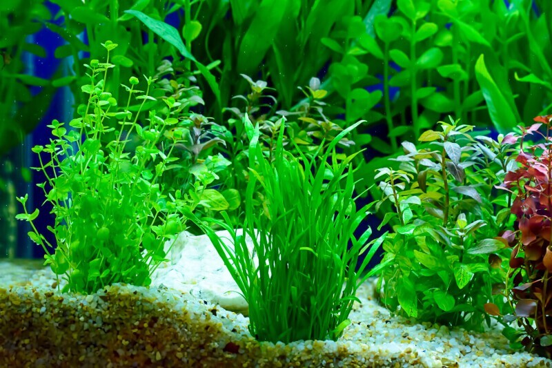 aquarium-box-with-plants