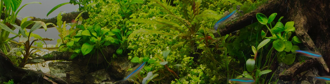 Blog Banner