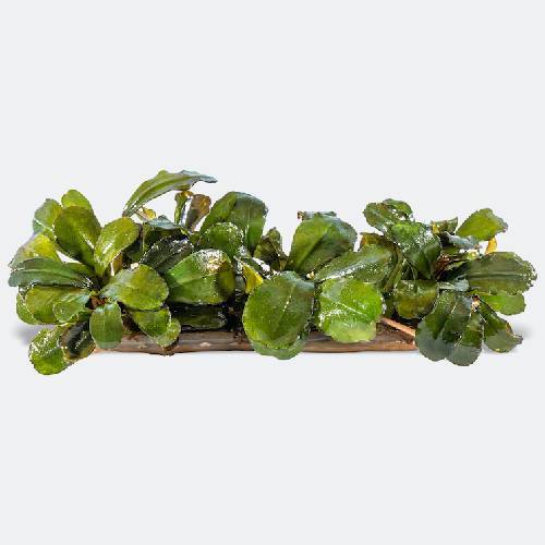 bucephalandra buce on wire mat