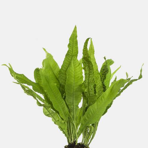 java fern
