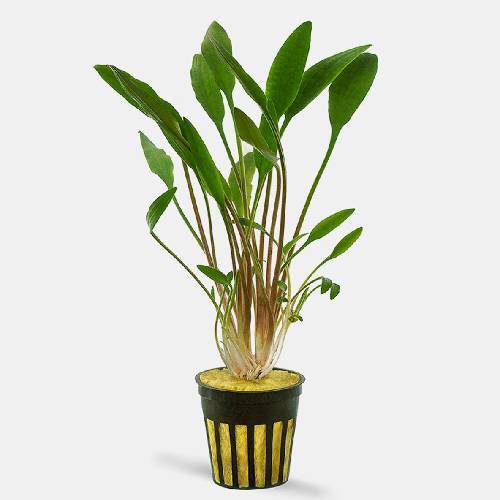 potted cryptocoryne lucens