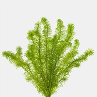 easy aquarium background plants