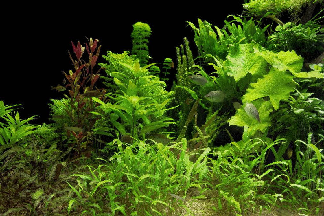 The Importance of Clean Environments for Live Aquarium Plant Care - Modern  Aquarium