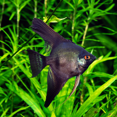 Top 10 Best Fish for Planted Aquariums (Part III – Beauty & Noteworthy) -  Modern Aquarium