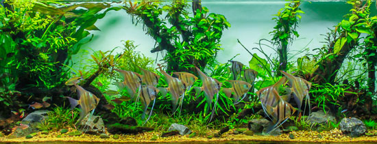 Live Aquarium Plants Supplies Free Shipping On Orders Of 50 Or More