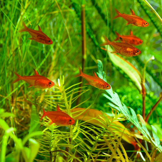 school of ember tetra fish 