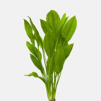 森*田様 Echinodorus sp. 'Jurua Tourmaline' Amazon Sword Plants in Aquariums | Shop Modern Aquarium