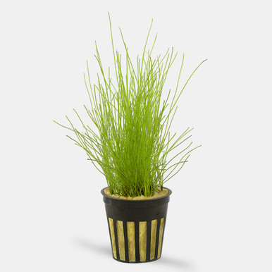 Hairgrass Dwarf (Eleocharis Acicularis) - Potted