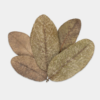 Aquatic Guava Leaves (Pack of 10)
