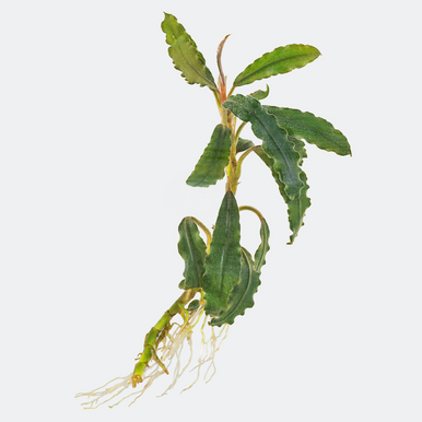 Bucephalandra Artemis