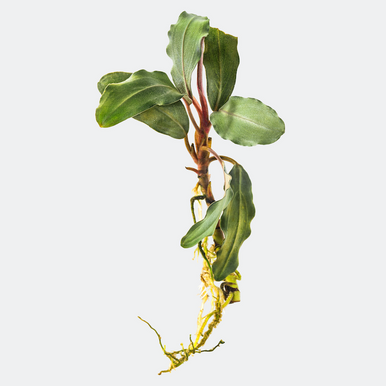 SP_Bucephalandra_sp.