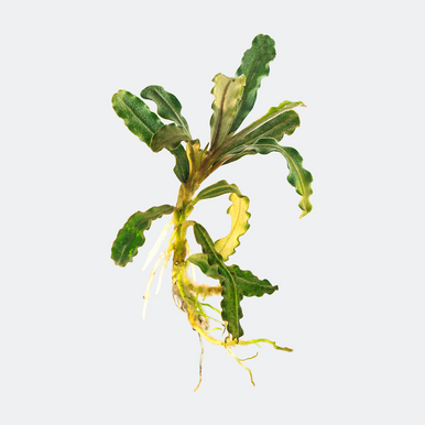 水草 Bucephalandra sp. Variegata Velvet Bucephalandra Artemis