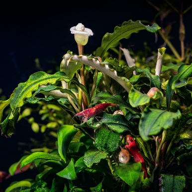 Bucephalandra – sp Mix AZ便ブセファランドラ MXK 0 Pot No3 水草公式