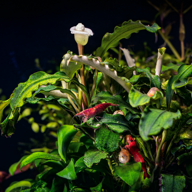 Bucephalandra Artemis