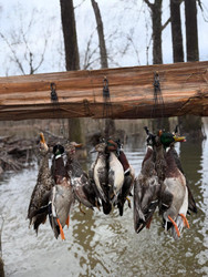 2026 Duck Day: Giveaways, Deals, and Everything Waterfowl