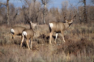 Seasonal Hunting