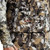 Sitka Stratus Vest - 841984142054