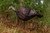 Primos 69068 Photo Form Hen Decoy - 010135690687