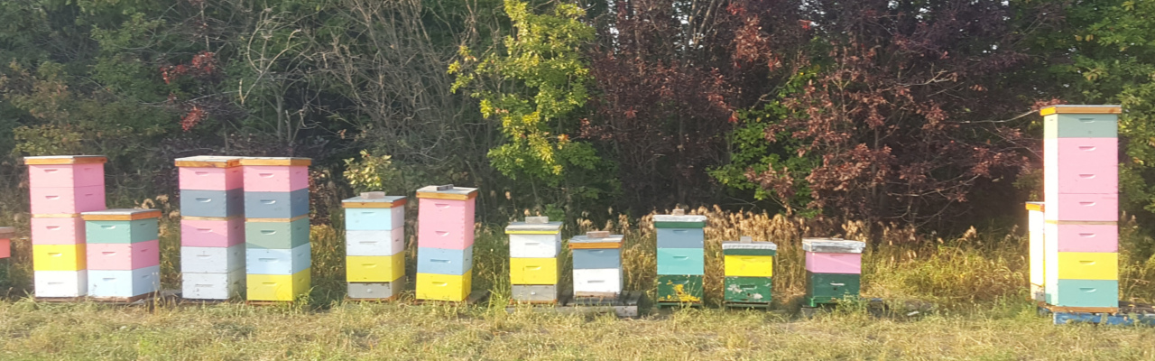 Our Apiary