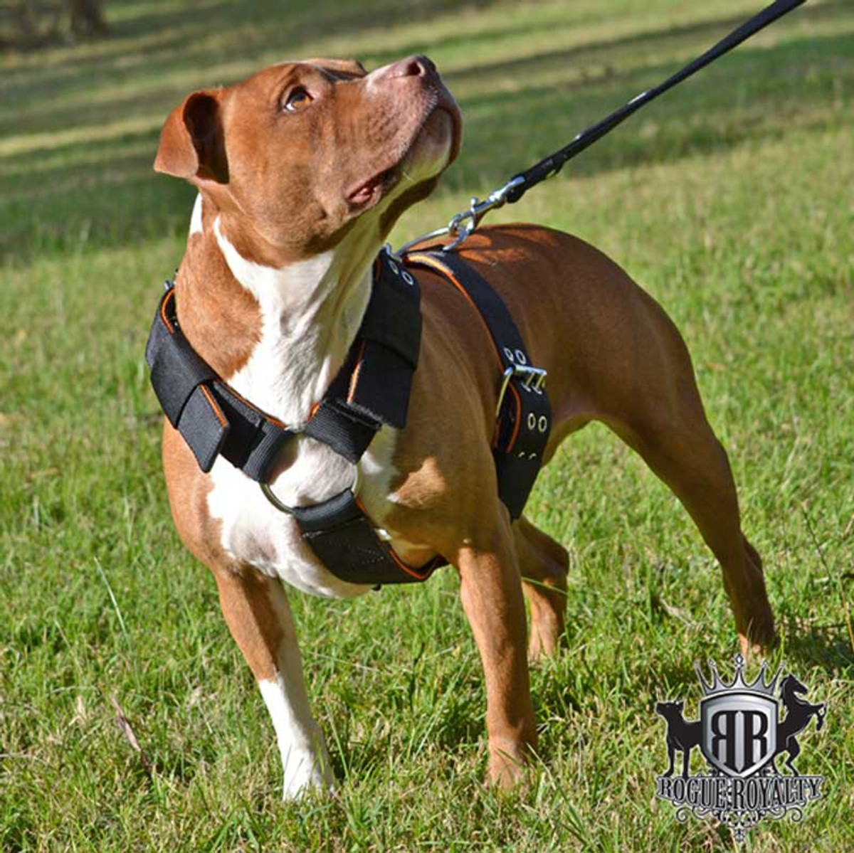 heavy duty dog harness