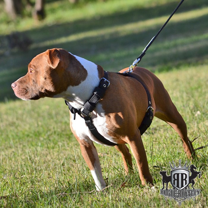 SUPATUFF®  Slim Fit Dog Harness  - Black