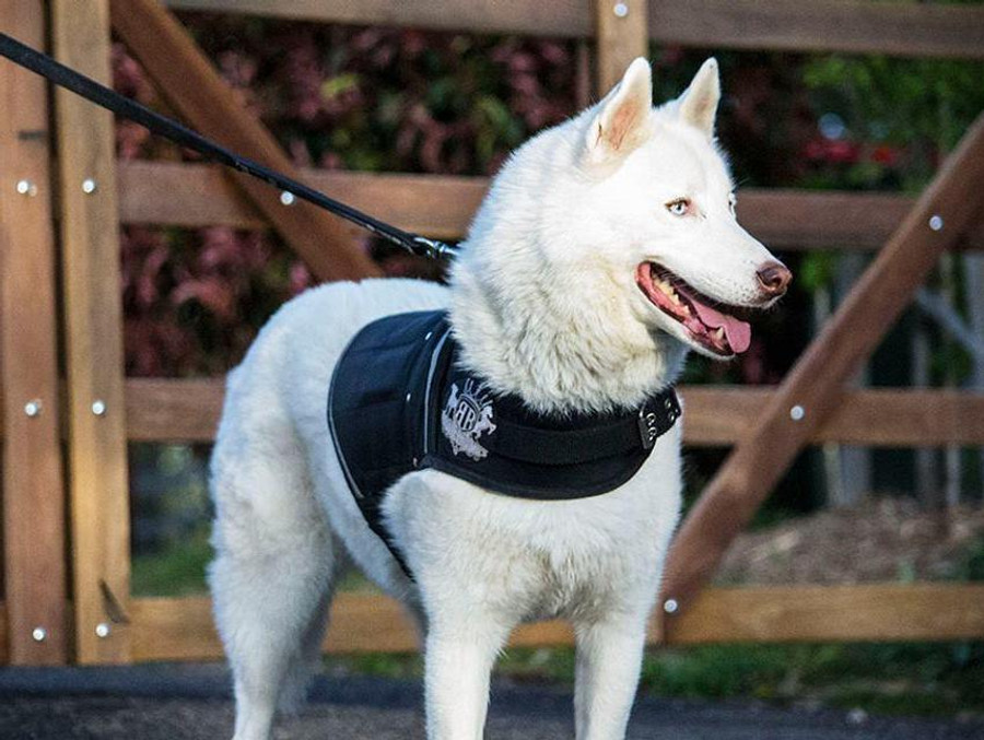 Canine Weight Vest - Black