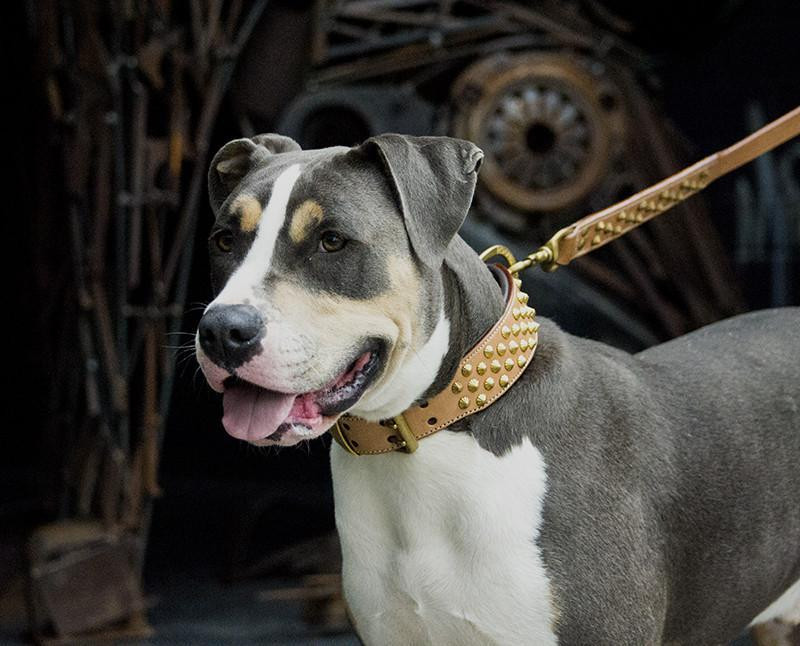  Ruthless Collar - Tan & Brass 