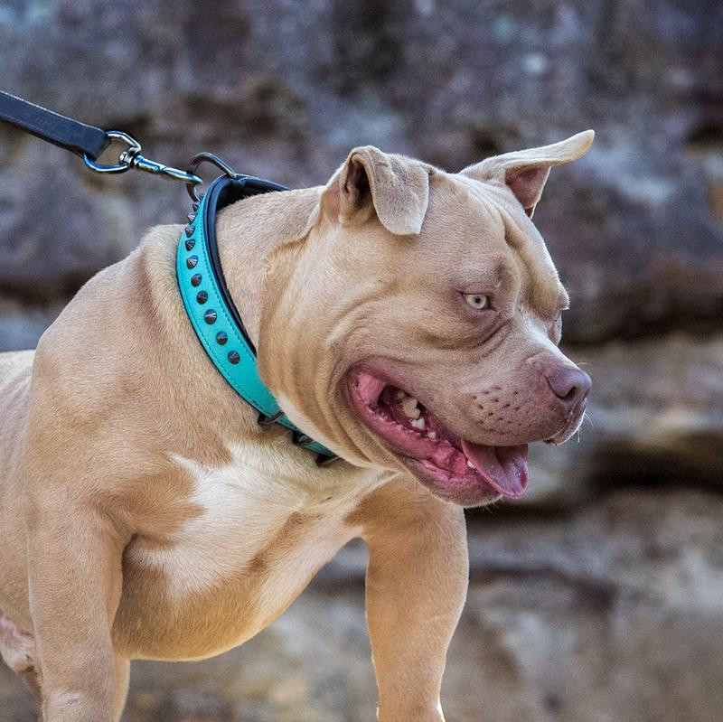 Ruthless Collar Slim Fit - Teal