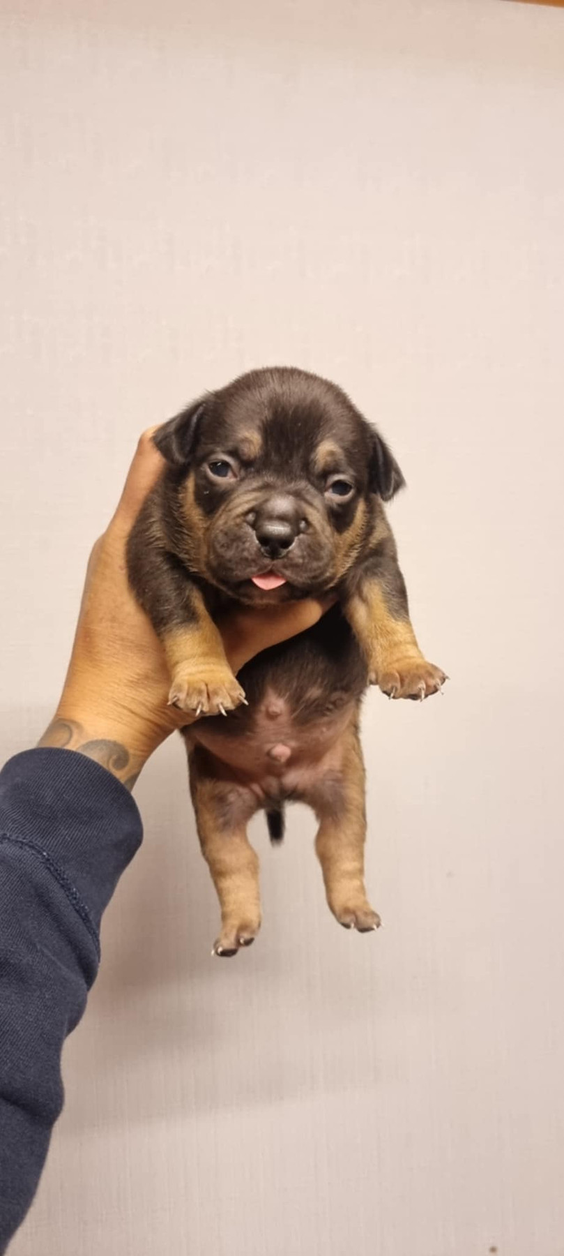 American Bully Puppy - Black Tri Male