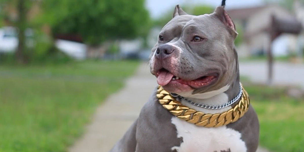 American Bully Lifestyle Store