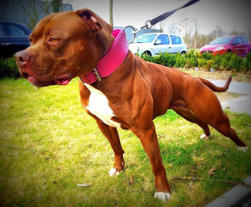 red-nose-pitty-pink-collar-rogue-royalty.jpg red-nose-pitty-pink-collar-rogue-royalty.jpg