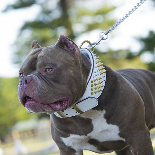 white-leather-dog-collars-600x.jpg