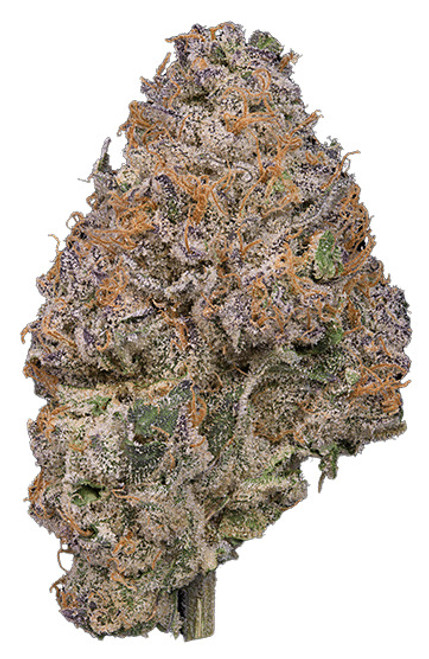 PERMANENT MARKER THCa PERMANENT MARKER THCa