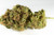 LEMON OCTANE - SATIVA MOON BUDS