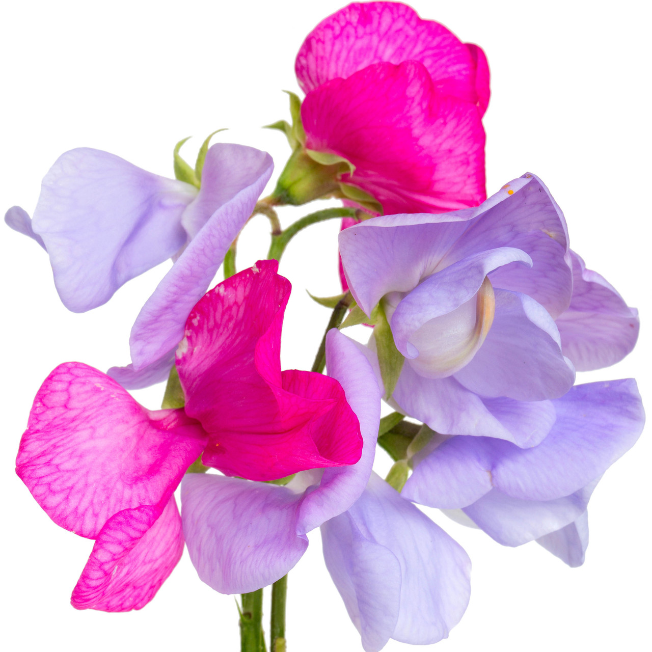 Sweet Pea (our version of BBW) Fragrance Oil